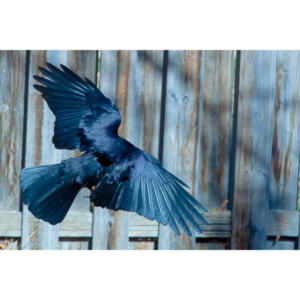 I have a love hate relationship with photographing crows.  They are usually out too early to get them in good light.  Things have changed.