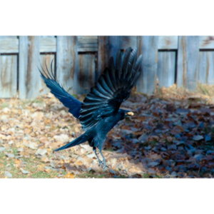 I have a love hate relationship with photographing crows.  They are usually out too early to get them in good light.  Things have changed.