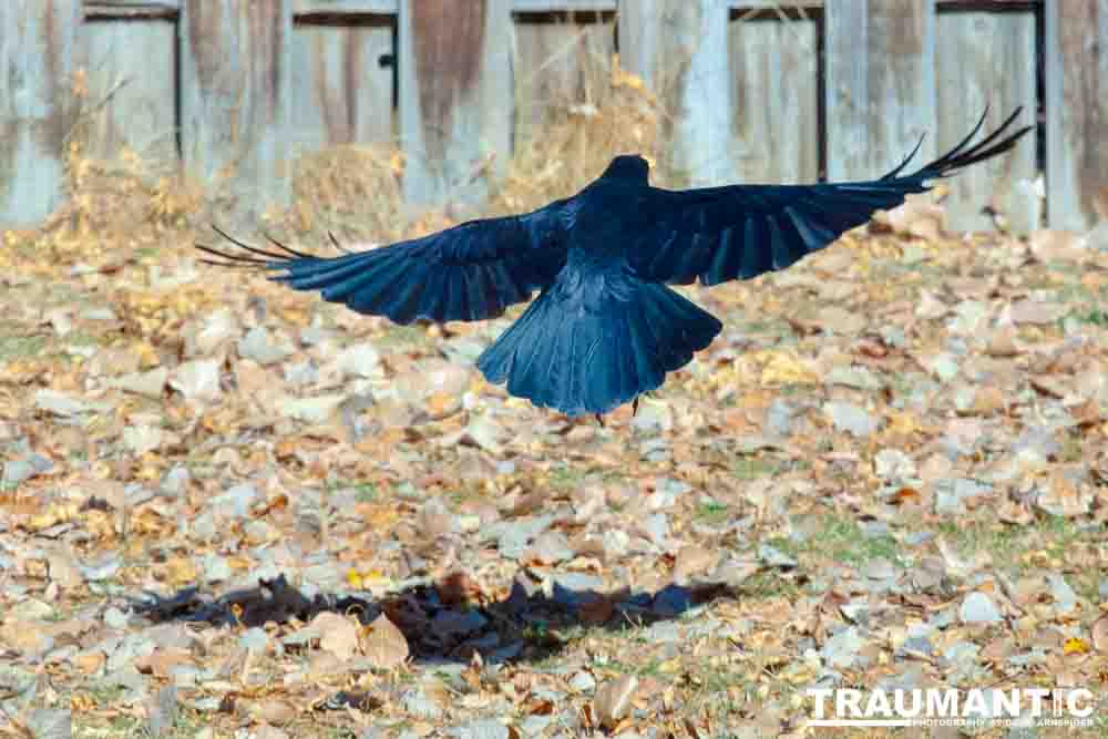 I have a love hate relationship with photographing crows.  They are usually out too early to get them in good light.  Things have changed.
