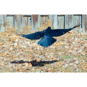 I have a love hate relationship with photographing crows.  They are usually out too early to get them in good light.  Things have changed.
