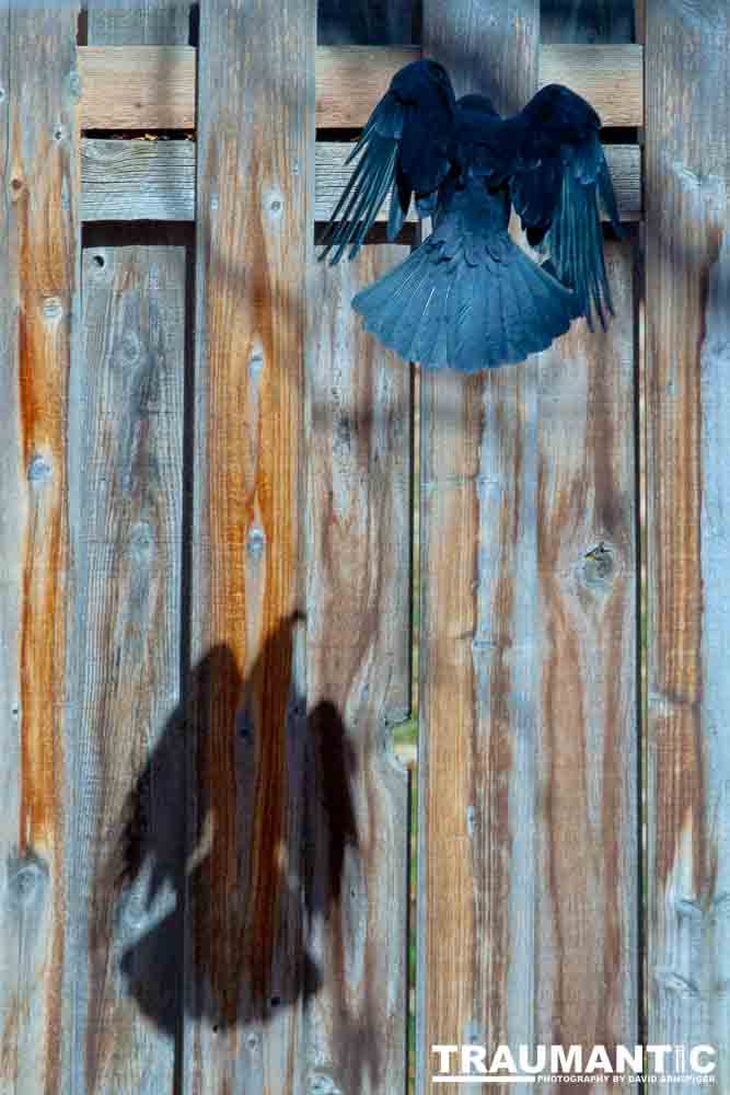 I have a love hate relationship with photographing crows.  They are usually out too early to get them in good light.  Things have changed.