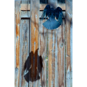 I have a love hate relationship with photographing crows.  They are usually out too early to get them in good light.  Things have changed.