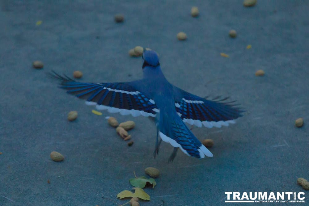 Another example of my penchant for photographing the birds in my backyard.