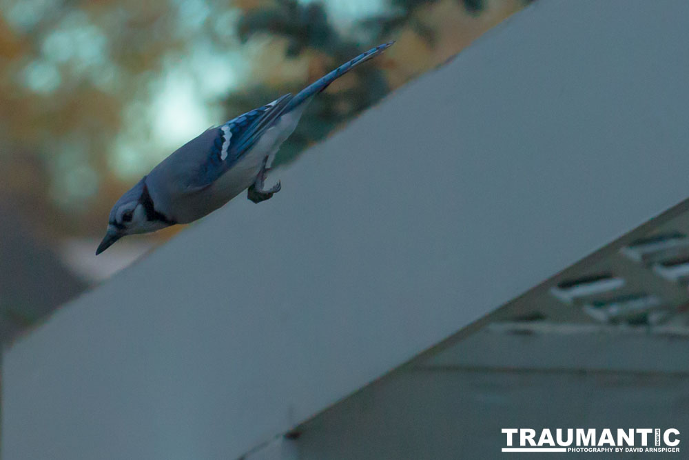 More Bluejays!  So many Bluejays!