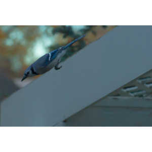 More Bluejays!  So many Bluejays!