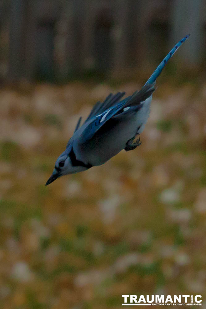 More Bluejays!  So many Bluejays!