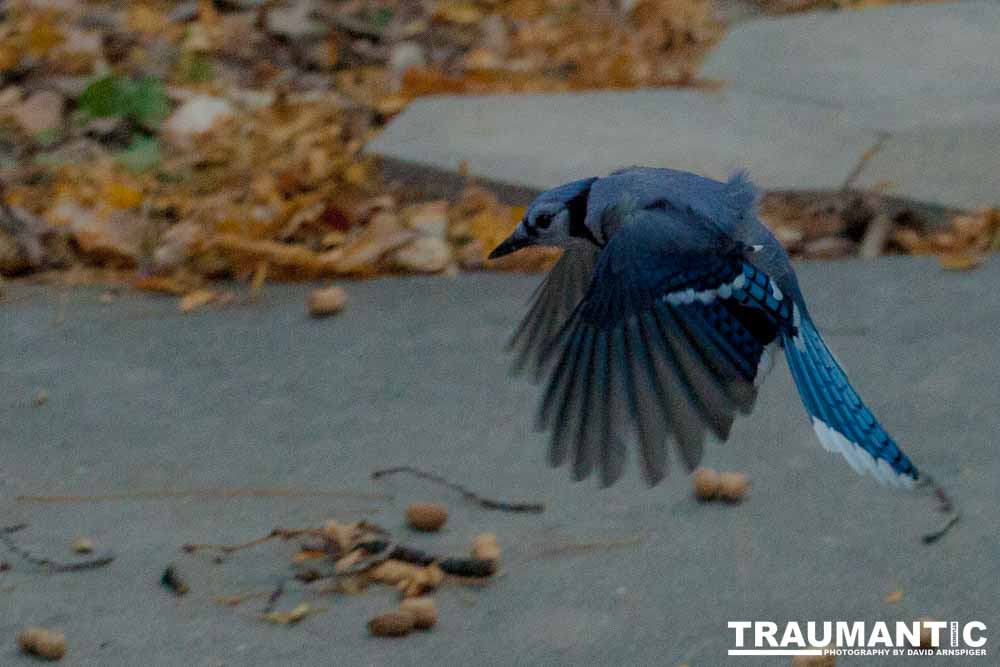 More Bluejays!  So many Bluejays!