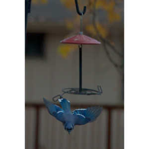 More Bluejays!  So many Bluejays!