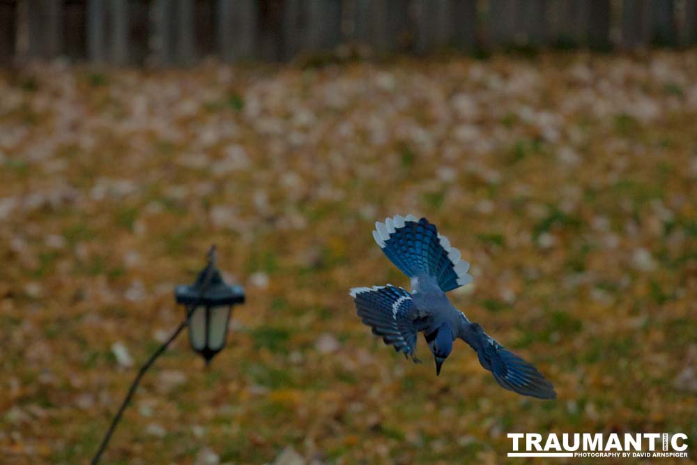 More Bluejays!  So many Bluejays!