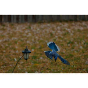 More Bluejays!  So many Bluejays!