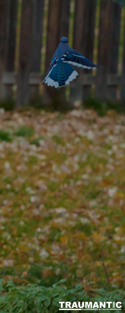 More Bluejays!  So many Bluejays!