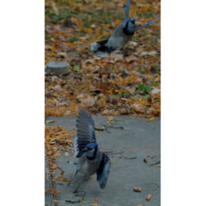 More Bluejays!  So many Bluejays!