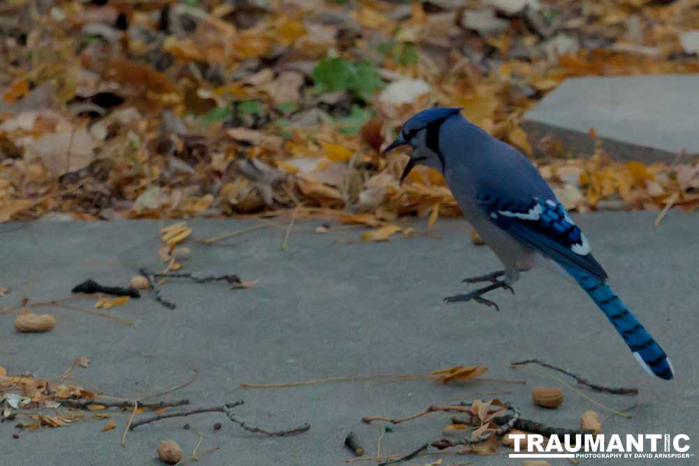 More Bluejays!  So many Bluejays!