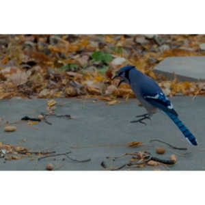 More Bluejays!  So many Bluejays!