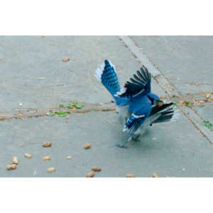 A good day of shooting pics of my blue friends.