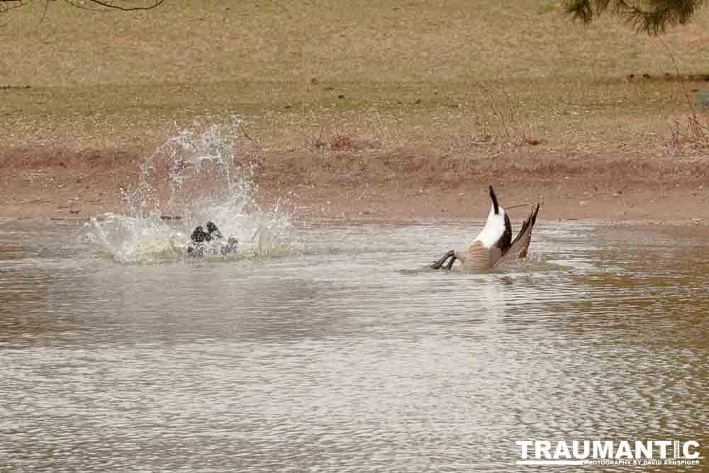 While watching my grandson's soccer game at a local park I had acouple of opportunities to photograph geese.