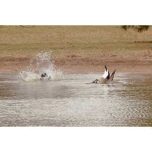 While watching my grandson's soccer game at a local park I had acouple of opportunities to photograph geese.