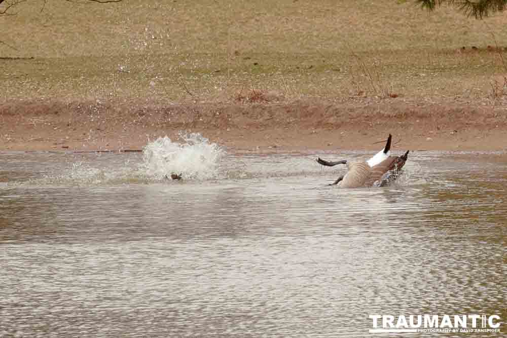 While watching my grandson's soccer game at a local park I had acouple of opportunities to photograph geese.