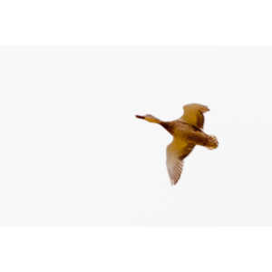 While watching my grandson's soccer game at a local park I had acouple of opportunities to photograph geese.