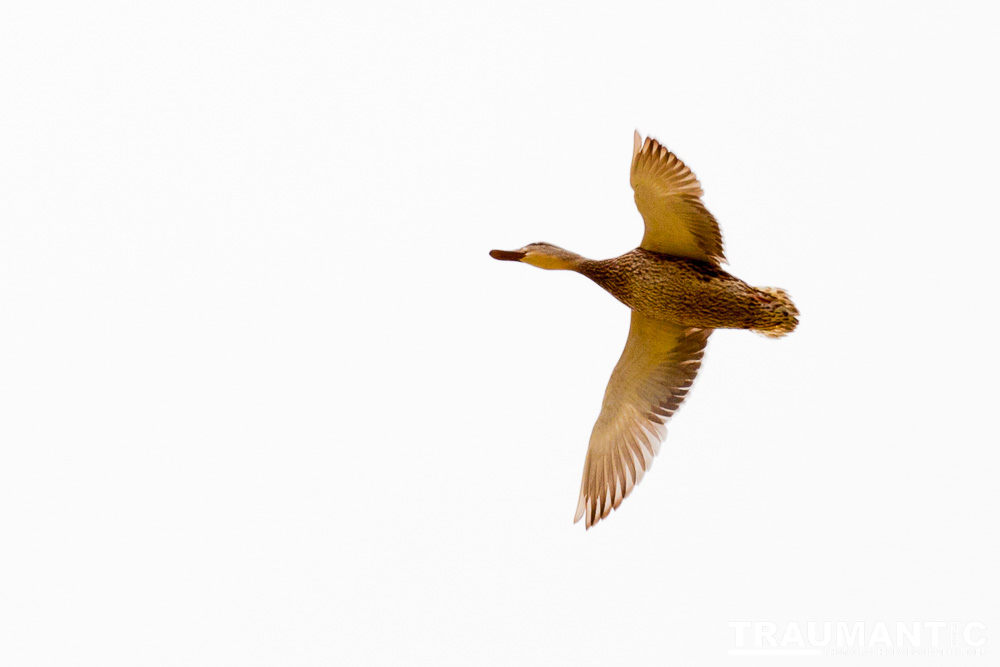 While watching my grandson's soccer game at a local park I had acouple of opportunities to photograph geese.