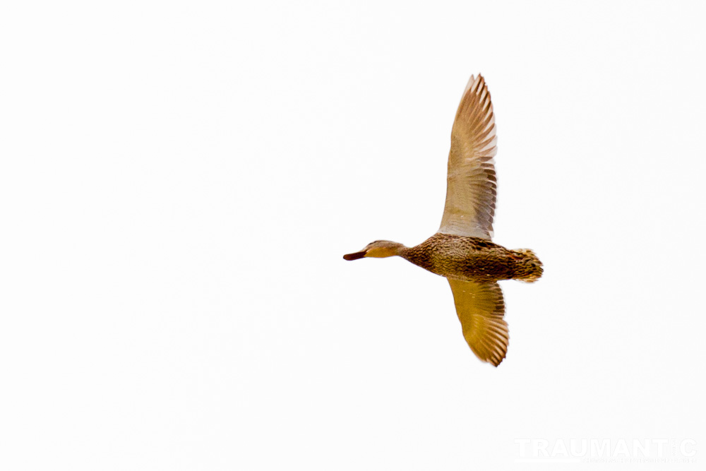 While watching my grandson's soccer game at a local park I had acouple of opportunities to photograph geese.