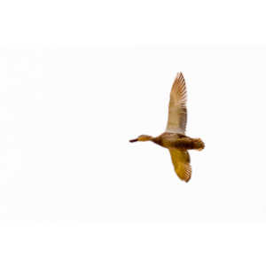 While watching my grandson's soccer game at a local park I had acouple of opportunities to photograph geese.