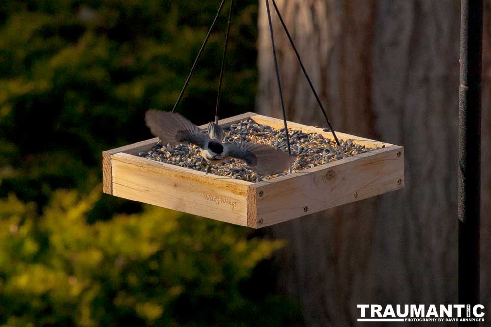 I haven't done a lot of bird shooting out of my upstairs windows recently.  Thought I should get back to it.