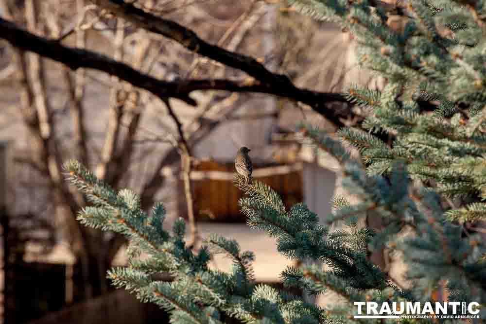 I haven't done a lot of bird shooting out of my upstairs windows recently.  Thought I should get back to it.
