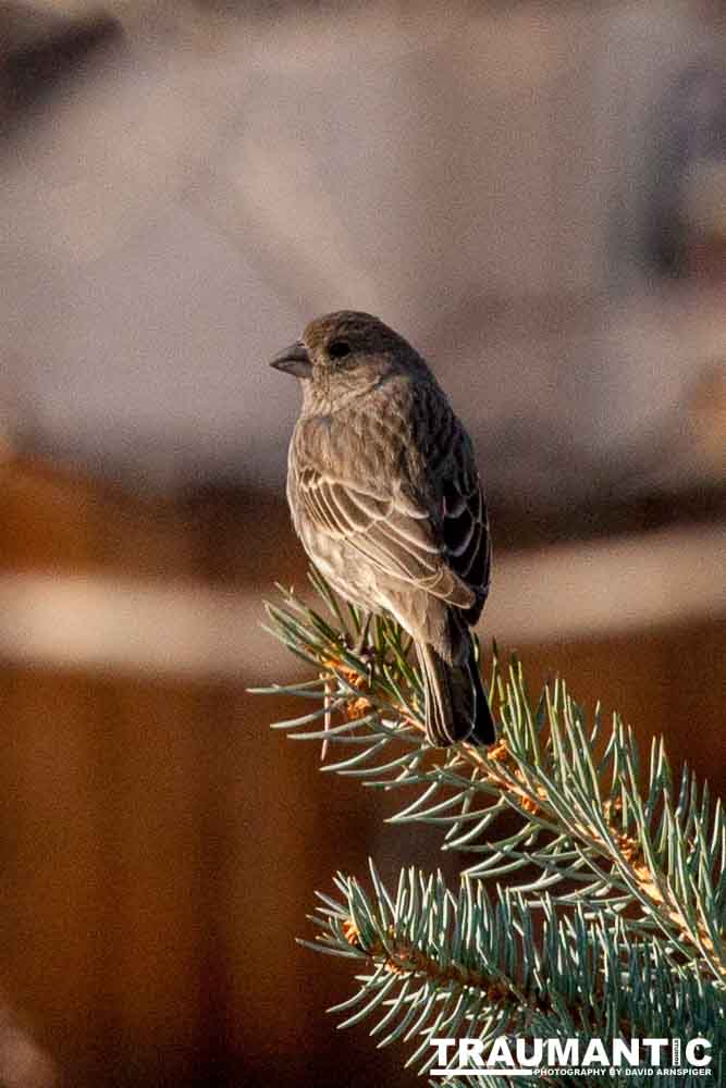 I haven't done a lot of bird shooting out of my upstairs windows recently.  Thought I should get back to it.