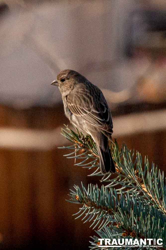 I haven't done a lot of bird shooting out of my upstairs windows recently.  Thought I should get back to it.
