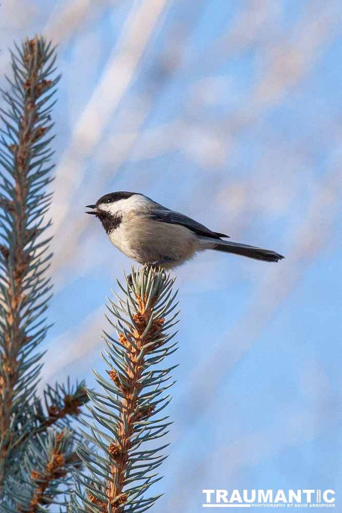I haven't done a lot of bird shooting out of my upstairs windows recently.  Thought I should get back to it.