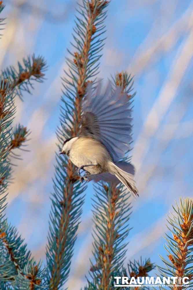 I haven't done a lot of bird shooting out of my upstairs windows recently.  Thought I should get back to it.