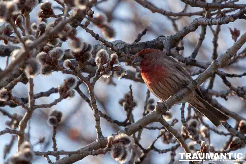 I haven't done a lot of bird shooting out of my upstairs windows recently.  Thought I should get back to it.