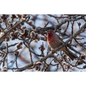 I haven't done a lot of bird shooting out of my upstairs windows recently.  Thought I should get back to it.