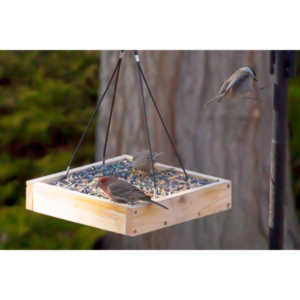 I haven't done a lot of bird shooting out of my upstairs windows recently.  Thought I should get back to it.