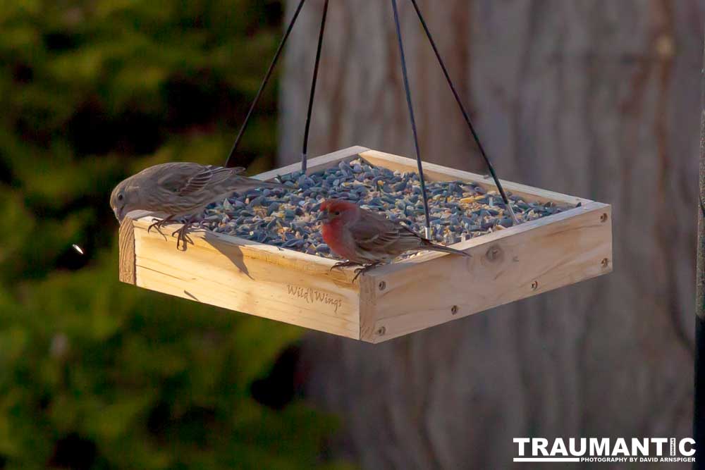 I haven't done a lot of bird shooting out of my upstairs windows recently.  Thought I should get back to it.