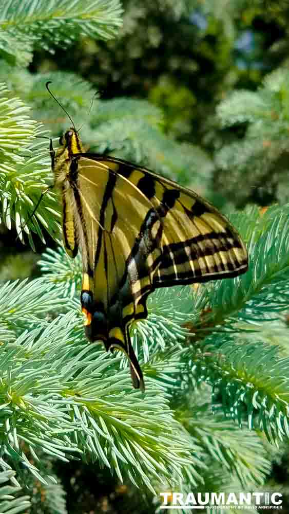 Another beauty that landed right next to me.  Love it!