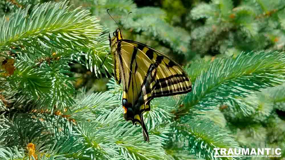 Another beauty that landed right next to me.  Love it!