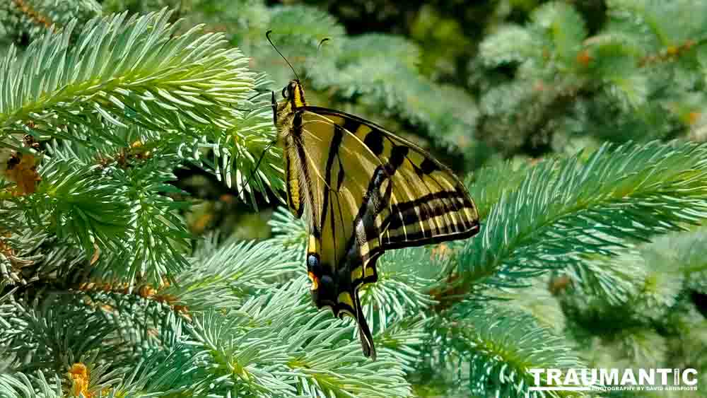 Another beauty that landed right next to me.  Love it!