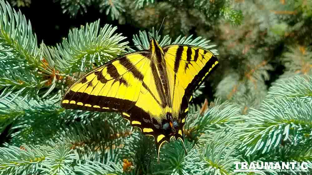 Another beauty that landed right next to me.  Love it!
