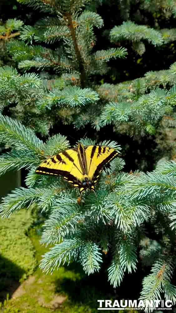 Another beauty that landed right next to me.  Love it!