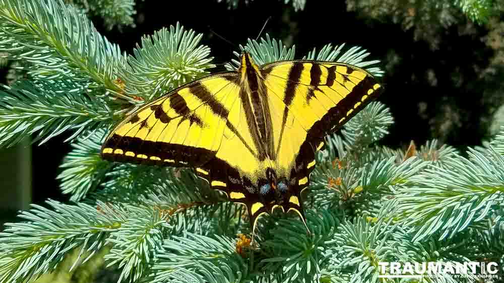 Another beauty that landed right next to me.  Love it!