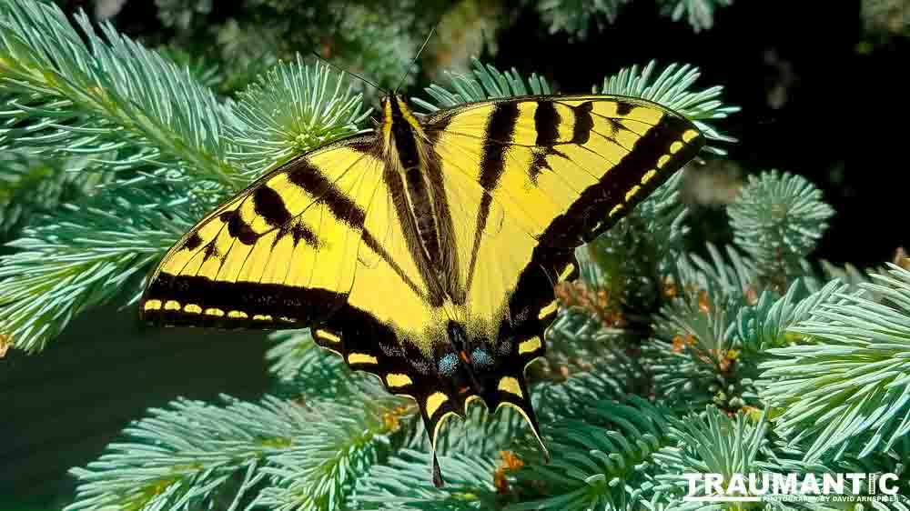 Another beauty that landed right next to me.  Love it!