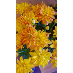 When you see beautiful things and all you have is your mobile phone, this is what you can get.