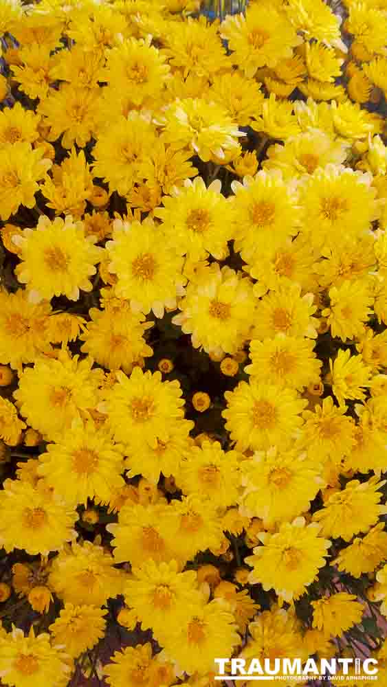 When you see beautiful things and all you have is your mobile phone, this is what you can get.