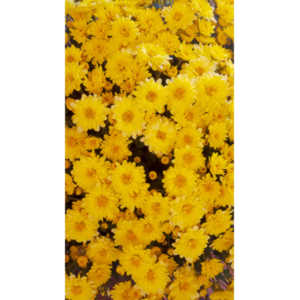 When you see beautiful things and all you have is your mobile phone, this is what you can get.