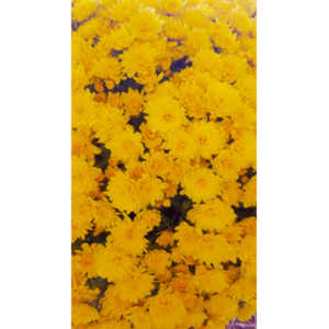 When you see beautiful things and all you have is your mobile phone, this is what you can get.