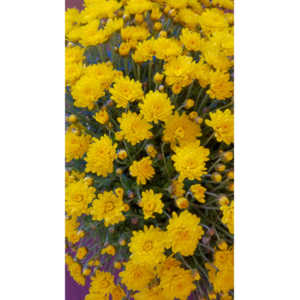 When you see beautiful things and all you have is your mobile phone, this is what you can get.