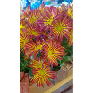 When you see beautiful things and all you have is your mobile phone, this is what you can get.