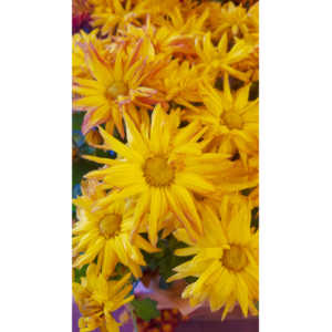 When you see beautiful things and all you have is your mobile phone, this is what you can get.